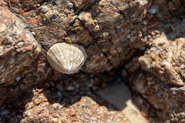 Limpets. An aquatic sea snail clinging on a rock at the St Brelade seashore.