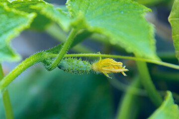 Cucumber flower with cucumber. First harvest of fresh vegetables. Cucumber leaves in soft focus on background. 