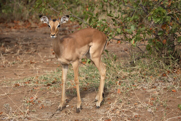 Schwarzfersenantilope / Impala / Aepyceros melampus