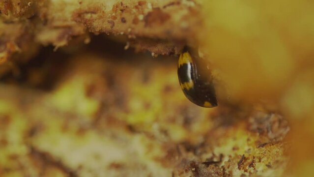 Beetle ( Diaperis boleti) on a mushroom