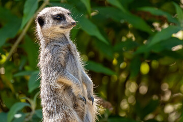 An isolated Meerkat, Suricata suricatta at the zoo.