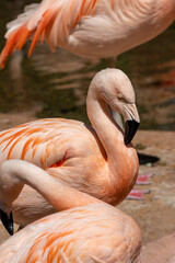 Fototapeta na wymiar A Chilean flamingo, Phoenicopterus chilensis at Jersey zoo.