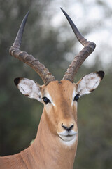 Naklejka premium Schwarzfersenantilope / Impala / Aepyceros melampus