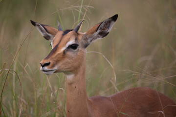 Schwarzfersenantilope / Impala / Aepyceros melampus
