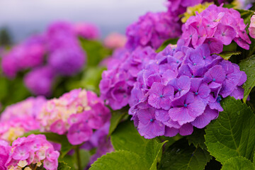 雨に濡れた紫陽花