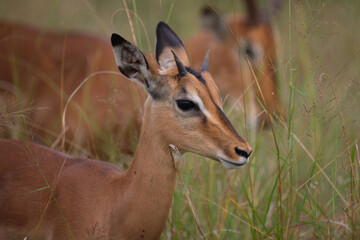 Schwarzfersenantilope / Impala / Aepyceros melampus
