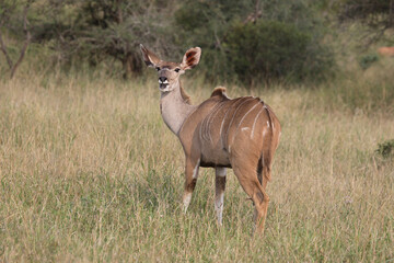 Großer Kudu / Greater Kudu / Tragelaphus strepsiceros.