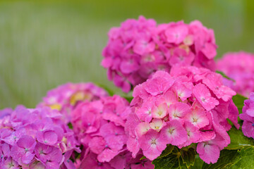 雨に濡れた紫陽花