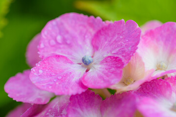 雨に濡れた紫陽花