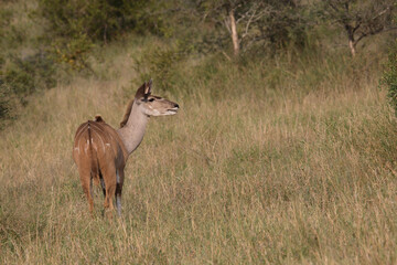 Großer Kudu / Greater Kudu / Tragelaphus strepsiceros.