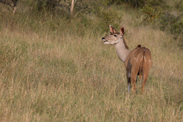 Großer Kudu / Greater Kudu / Tragelaphus strepsiceros.