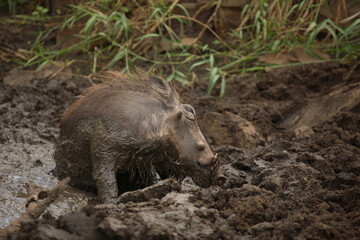 Fototapeta premium Warzenschwein / Warthog / Phacochoerus africanus.
