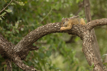 Ockerfußbuschhörnchen / Tree Squirrel / Paraxerus Cepapi