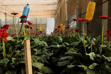 Cultivation of red gerbera flowers in a nursery of a cut flower production system in a professional...