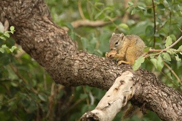Ockerfußbuschhörnchen / Tree Squirrel / Paraxerus Cepapi