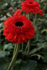 Flowers of red gerberas cultivated in a nursery of a cut flower production system by producers in...