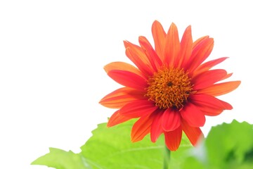 A sweet mexican sunflower blossom with green leaves on white isolated background 