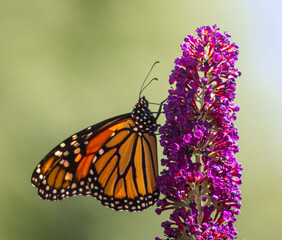 Fototapeta na wymiar Monarch butterfly on a butterfly bush