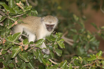 Grüne Meerkatze / Vervet Monkey / Cercopithecus aethiops .