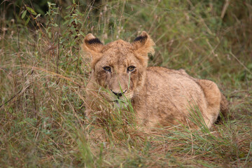 Afrikanischer Löwe / African Lion / Panthera Leo.