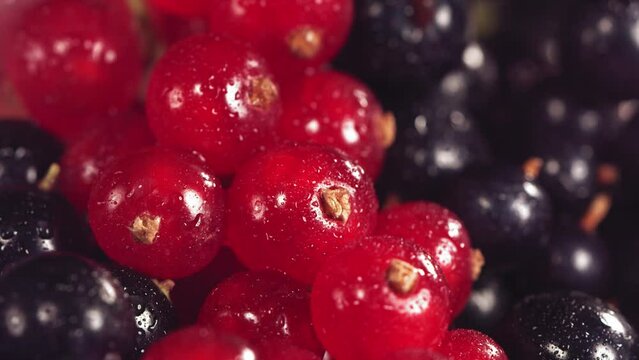 Ripe juicy Redcurrant and Blackcurrant rolling above many Redcurrants and Blackcurrants