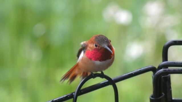 Hummingbird Rufous Fans Out Wings and Tail Feathers for Take Off, Raindrop on Head