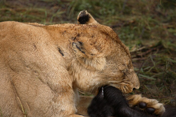 Afrikanischer Löwe / African Lion / Panthera Leo.