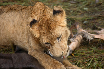 Afrikanischer Löwe / African Lion / Panthera Leo.