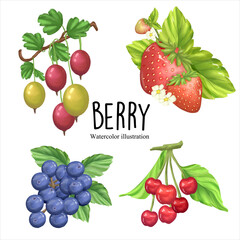 watercolor berry, fruit vector illustration