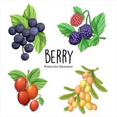 watercolor berry, fruit vector illustration