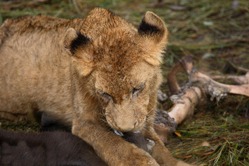 Afrikanischer Löwe / African Lion / Panthera Leo.