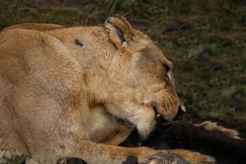 Afrikanischer Löwe / African Lion / Panthera Leo.