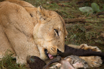 Afrikanischer Löwe / African Lion / Panthera Leo.