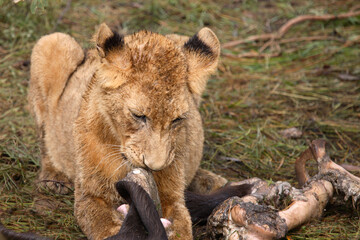 Afrikanischer Löwe / African Lion / Panthera Leo.