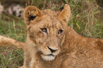 Plakat Afrikanischer Löwe / African Lion / Panthera Leo.