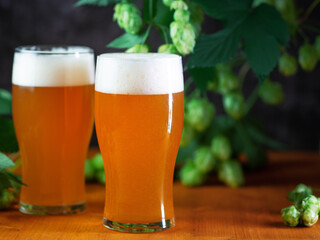 Two glasses of craft beer ipa , green cones of hops . Wooden table