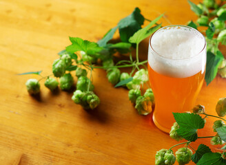 Craft beer ipa, wooden table and green hop cones - obrazy, fototapety, plakaty