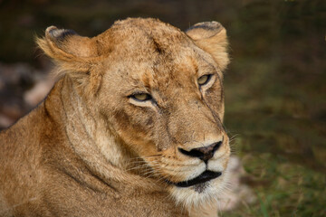 Afrikanischer Löwe / African Lion / Panthera Leo.