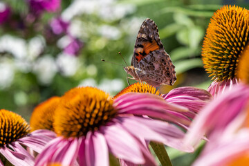 Butterfly on beautiful purple flowers on a summer day