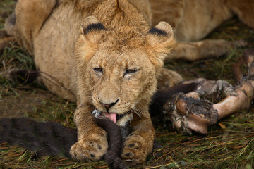 Afrikanischer Löwe / African Lion / Panthera Leo.