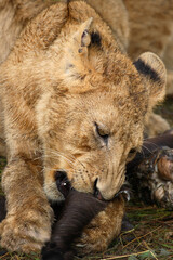Afrikanischer Löwe / African Lion / Panthera Leo.