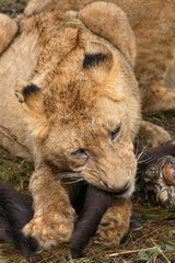 Afrikanischer Löwe / African Lion / Panthera Leo.