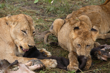 Afrikanischer Löwe / African Lion / Panthera Leo.