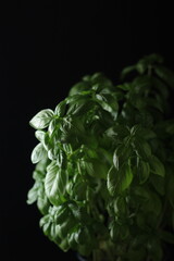 A bunch of basil in low key