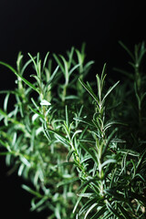 Rosemary bush in low key	