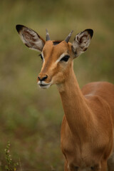 Schwarzfersenantilope / Impala / Aepyceros melampus