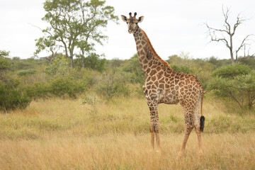 Giraffe / Giraffe / Giraffa Camelopardalis
