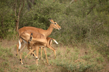 Schwarzfersenantilope / Impala / Aepyceros melampus