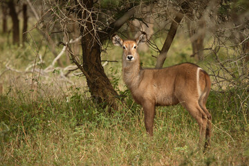 Wasserbock / Waterbuck / Kobus ellipsiprymnus