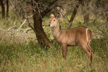 Wasserbock / Waterbuck / Kobus ellipsiprymnus